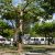 Camping Dal Pino - Marina di Massa - Massa-Carrara - Toscana