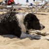 Cane sdraiato sulla spiaggia.