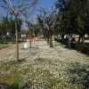 Camping Villaggio Il Frutteto (AP) Marche