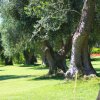 Olivi su prato verde.