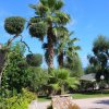 Palme e ulivi in un giardino soleggiato.